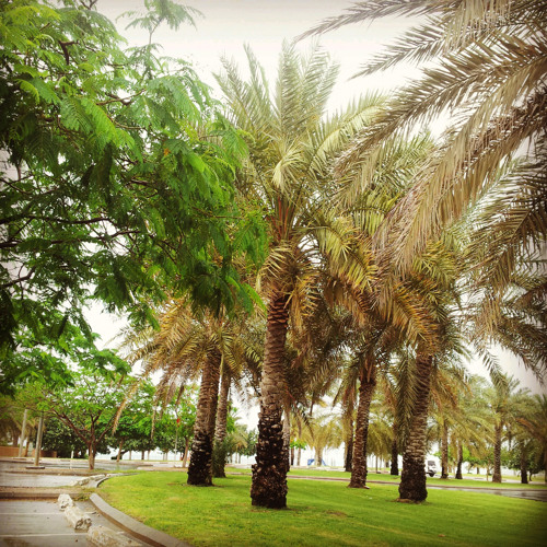 دعآء الصبآح - فرهمند  at أم الحمام