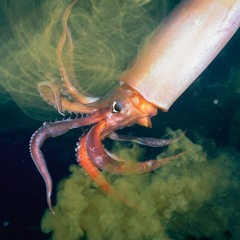 האחים צברי | ואלס עם מלשין | מוסר ההשכל\מי שלא קופץ דיונון