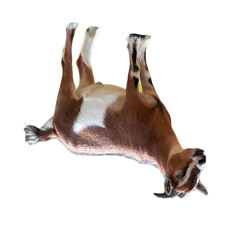 ZioMeso - Reverse Goat