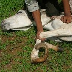 Marshy Miyagi - The White Donkey