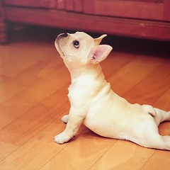 Disruptive Patterns - Vinyasa
