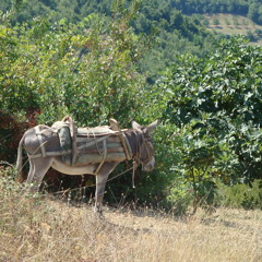Belligerent Little Man at Bingham Park
