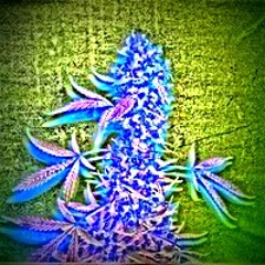 "Ganstep" Electribe MX