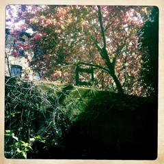 sunday morning