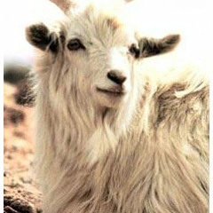 Cashmere Dreamin' (prod. by phood.)