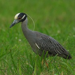 Yellow-crowned Night-Heron