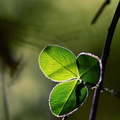 তোমায় গান শোনাবো