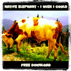 Native Elephant