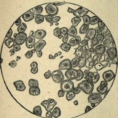 mR_BLACk - Under The Microscope (Microfunk/Minimal/Ambient)