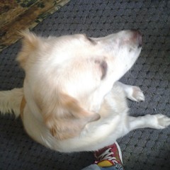 A Four Legged Female Dog..... Molly at Community of Strawtown