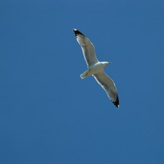 Prolix, Upbeats, Noisia - The Savage and Loudmouth (Northern Seagull mash-up)