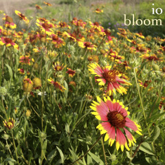 io: bloom