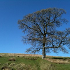 GreatBritishWoodlands