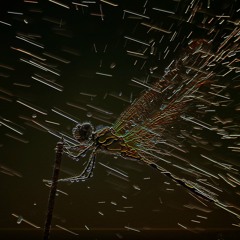 Passion and Wildflowers