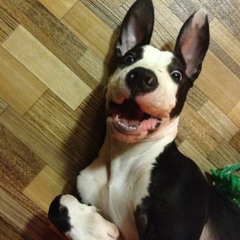 MR KATONA SYLVESTER MIX