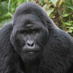 All Gorila Everything (Lord Fresh bootleg)