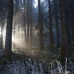 Audiocircus @ Secret Wood Open Air Usedom 07.06.13