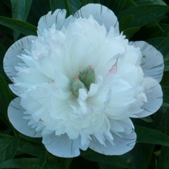 Mindfulness & Heartfulness, Anthony Strano