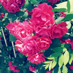 제이래빗-Love Song