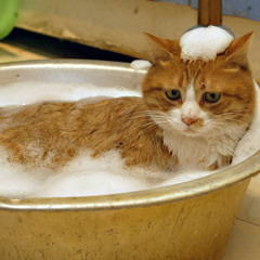 08 Give The Cat a Bath