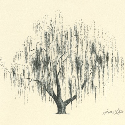 whitewillow