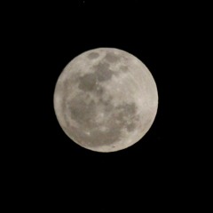 nao deixe o samba morrer