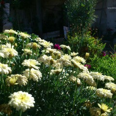 وين أيامنا _ أبو مالك شيشاني الشام