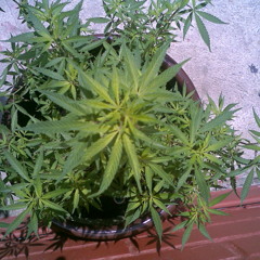 Y QUE HA PASADO  FAINSANE FEAT. ALFA (INDAHOUSE BOMBASSBEATS) (1)