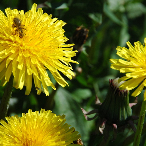 Stream Honey Bee by Zee Avi (Cover) by Sophie Joe Listen online for