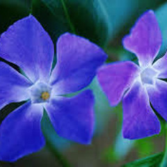 Neelanchana Poovin..