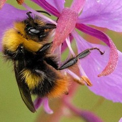 Maron Khoury flute Flight of the Bumble Bee by Rimsky-Korsakov