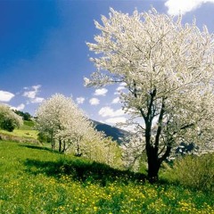 Frühling