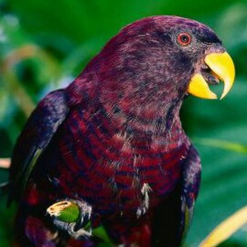 Dj radiokillar ft Nifoloa mix at Yosko Japanese Steakhouse