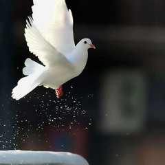 ٍSou ♥