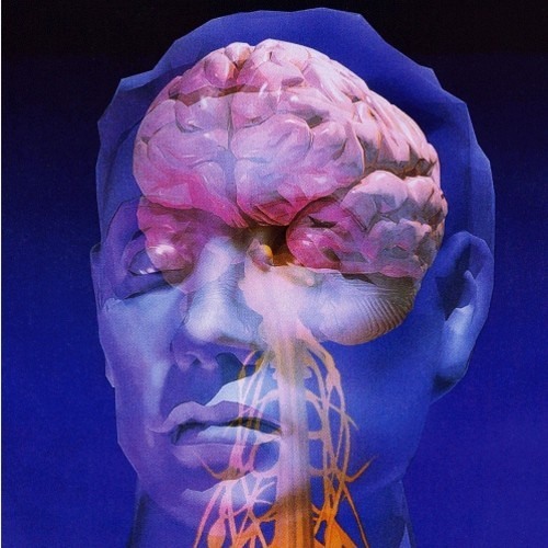 Xophos - Auditive Cortex (1)