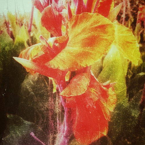 The Slits in Their Eyes