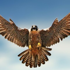 Falcon Punch