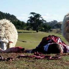 Fucking mad sheep v.1