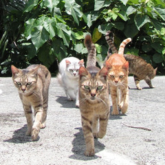 アラビアンナイト