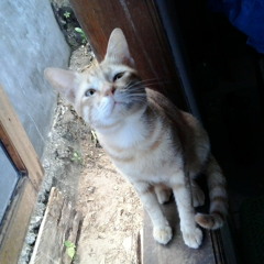 Hopelessly Devoted To You (Cover)