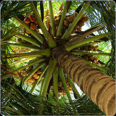 Gnawa & Gadjo Gringo - Spice it Dub