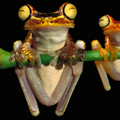 Tree Frogs