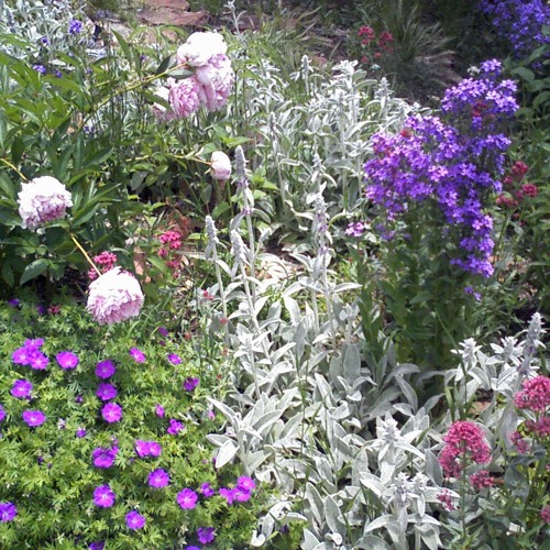 Stream Julia Fuchs tells her seed story about broadcasting life through