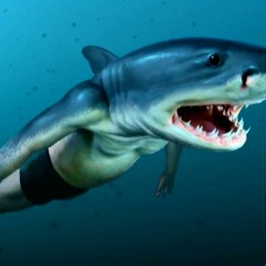 Shark
