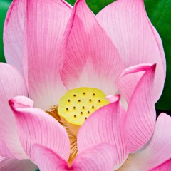 Corey- Lotus Blossom (prod. by ItsGoodBeats)