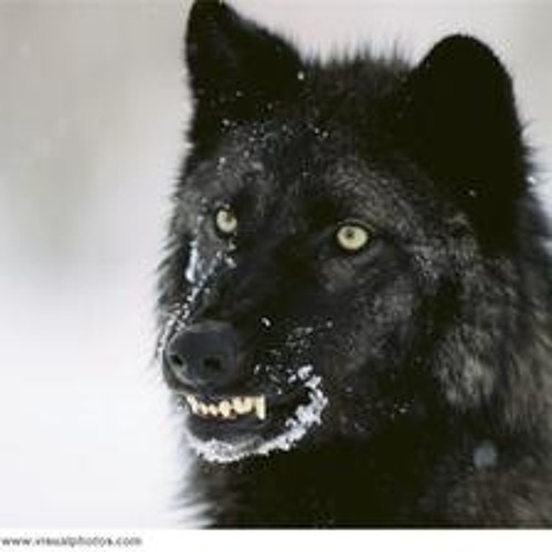 C*NT - Wolf & Bitches