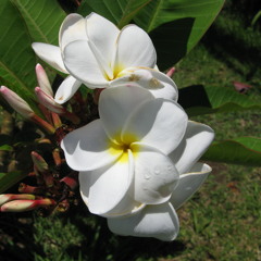 pohnpei song iahpw sengisengkiwei wasa doh ..