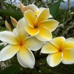 pohnpei song koaros ohnopada keiki marekeisohn