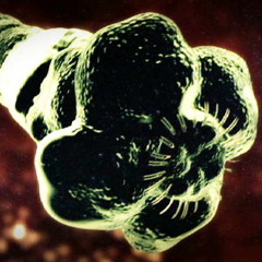 Tapeworm