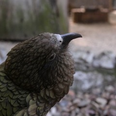 KEA